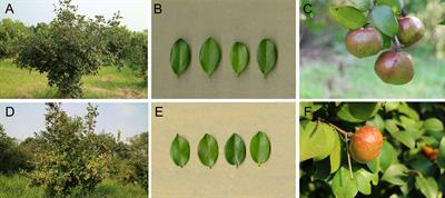 Transcriptomic and metabolomic insights on the molecular mechanisms of flower buds in responses to cold stress in two Camellia oleifera cultivars